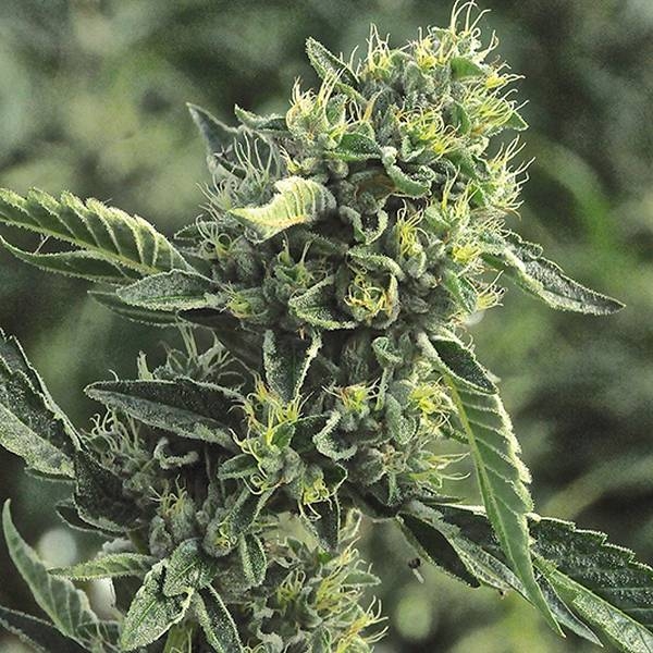 OG Kush (Humboldt Seed Organization) feminizowane