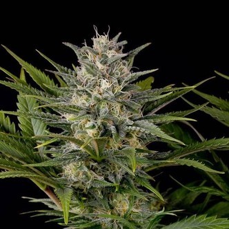 Pineapple Skunk (Humboldt Seed Organization) feminizowane