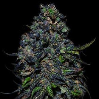 Taison Automat (VIP Seeds) feminizowane