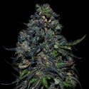 Taison Automat (VIP Seeds) feminizowane