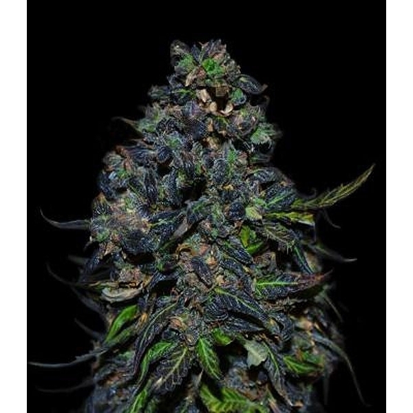 Taison Automat (VIP Seeds) feminizowane