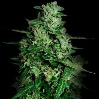 Northern Delights Automat (VIP Seeds) feminizowane