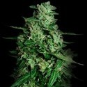 Northern Delights Automat (VIP Seeds) feminizowane