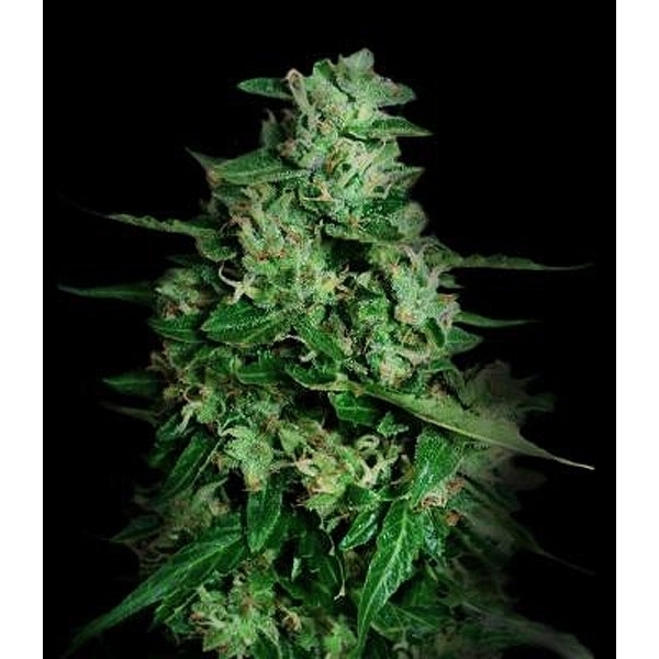 Northern Delights Automat (VIP Seeds) feminizowane