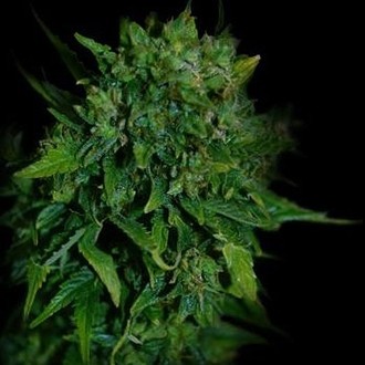 VIP Auto (VIP Seeds) nasiona marihuany feminizowane