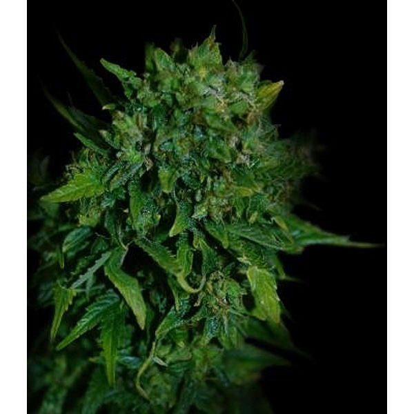 VIP Auto (VIP Seeds) nasiona marihuany feminizowane