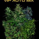 VIP Auto Mix (VIP Seeds) feminizowane