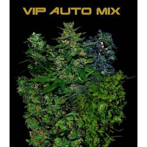 VIP Auto Mix (VIP Seeds) feminizowane