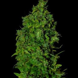 VIP Dwarf Automat (VIP Seeds) feminizowane