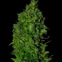 VIP Dwarf Automat (VIP Seeds) feminizowane
