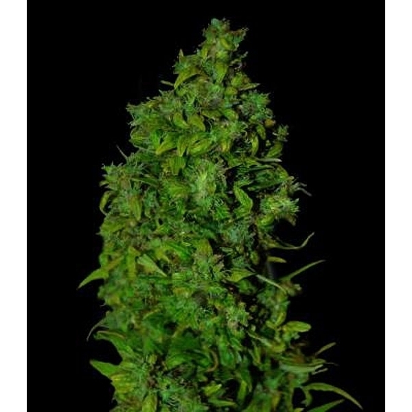 VIP Dwarf Automat (VIP Seeds) feminizowane