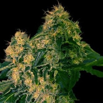 Torpedo (VIP Seeds) feminizowane
