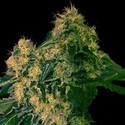 Torpedo (VIP Seeds) feminizowane