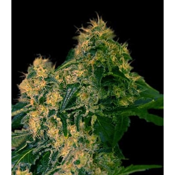 Torpedo (VIP Seeds) feminizowane