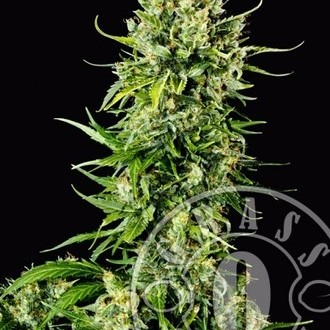 Auto Mass (Grass-O-Matic) feminizowane