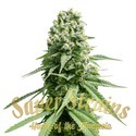 Amnesia (Super Strains) nasiona marihuany feminizowane