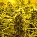 Channel + (Medical Seeds) feminizowane