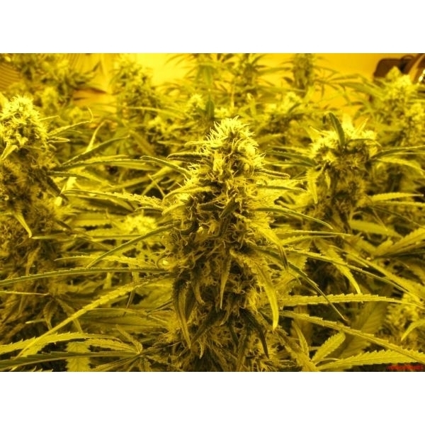 Channel + (Medical Seeds) feminizowane