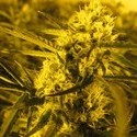 Channel + (Medical Seeds) feminizowane