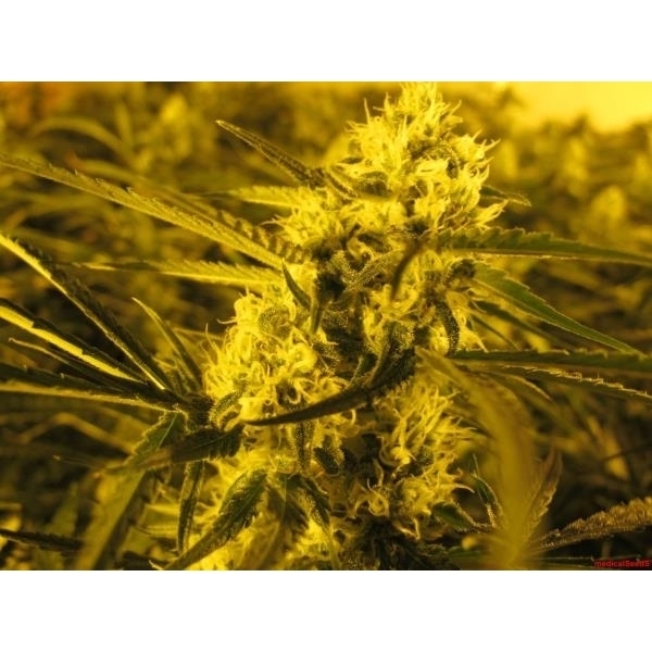 Channel + (Medical Seeds) feminizowane