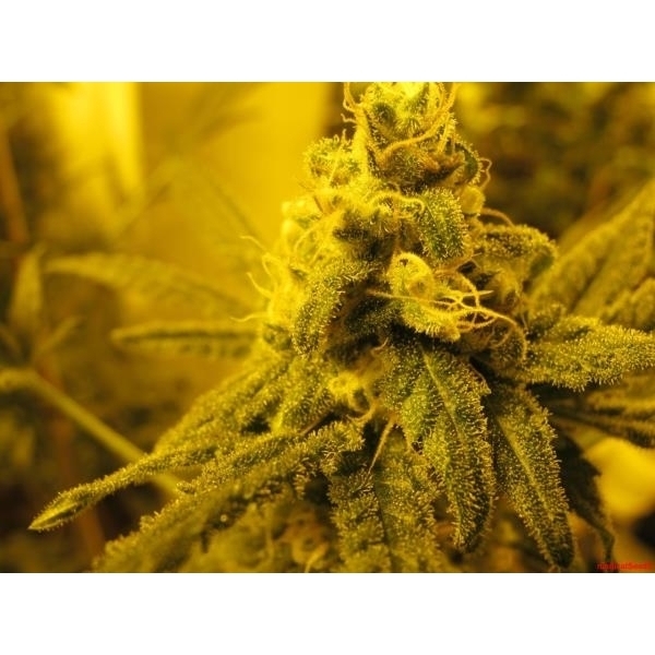Channel + (Medical Seeds) feminizowane