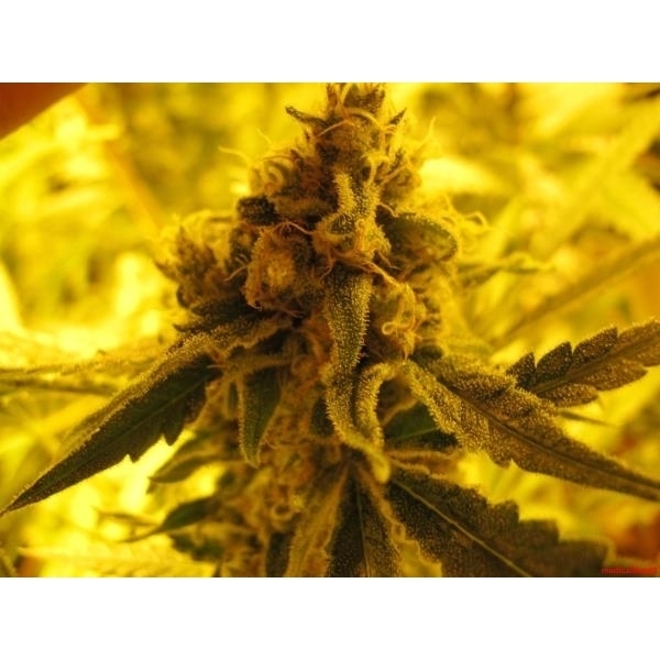 Channel + (Medical Seeds) feminizowane