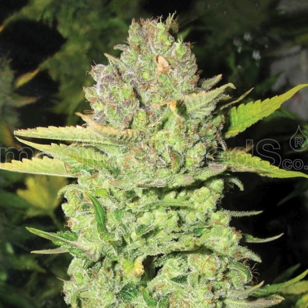 Devil Fruit (Medical Seeds) feminizowane