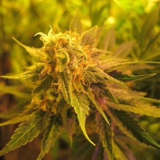 Devil Fruit (Medical Seeds) feminizowane