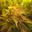 Devil Fruit (Medical Seeds) feminizowane