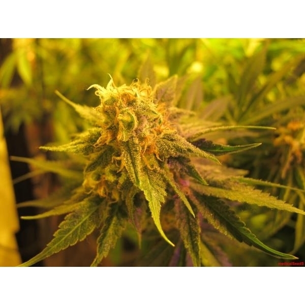Devil Fruit (Medical Seeds) feminizowane