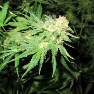 Devil Fruit (Medical Seeds) feminizowane