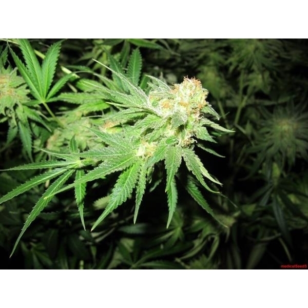 Devil Fruit (Medical Seeds) feminizowane