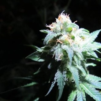 Devil Fruit (Medical Seeds) feminizowane