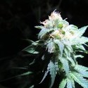 Devil Fruit (Medical Seeds) feminizowane