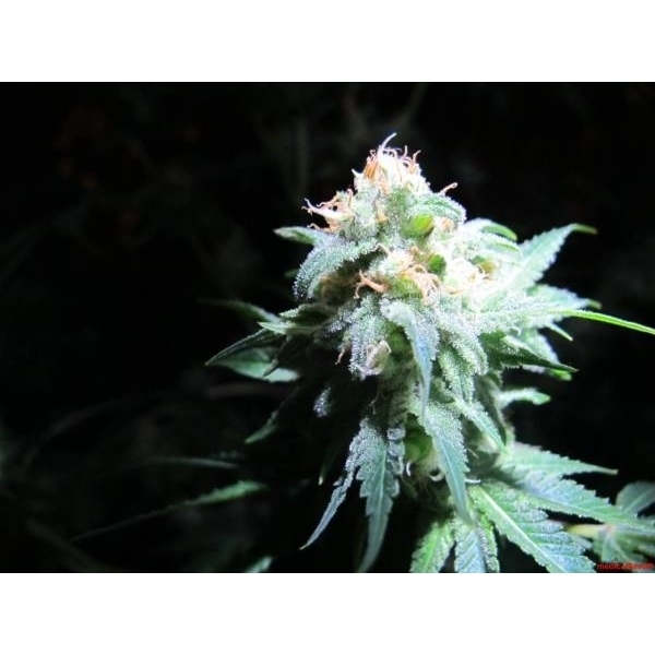 Devil Fruit (Medical Seeds) feminizowane