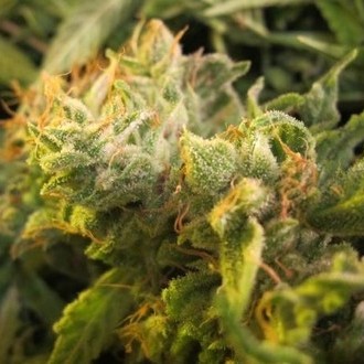 Devil Fruit (Medical Seeds) feminizowane