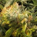 Devil Fruit (Medical Seeds) feminizowane