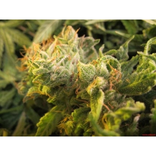 Devil Fruit (Medical Seeds) feminizowane