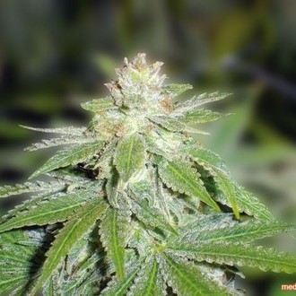 Devil Fruit (Medical Seeds) feminizowane