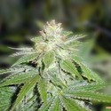 Devil Fruit (Medical Seeds) feminizowane