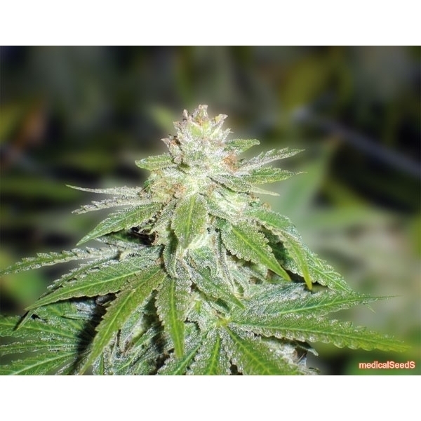 Devil Fruit (Medical Seeds) feminizowane