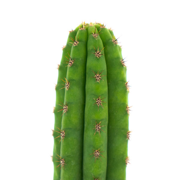 Peruwiańska pochodnia (Echinopsis peruviana)