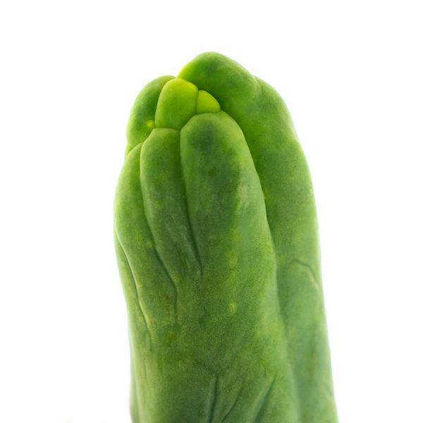 Bolivian Torch „Monstrose” (Penis Plant)