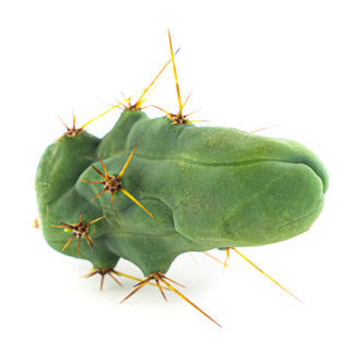 Bolivian Torch „Monstrose” (Penis Plant)