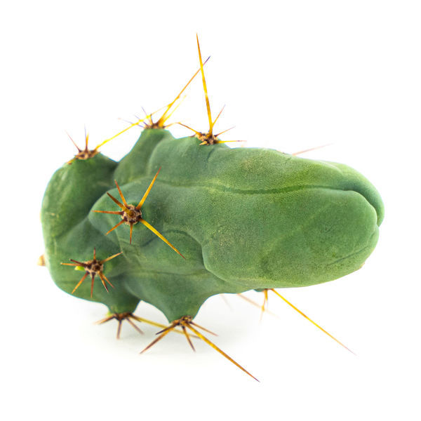 Bolivian Torch „Monstrose” (Penis Plant)