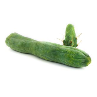 Bolivian Torch „Monstrose” (Penis Plant)