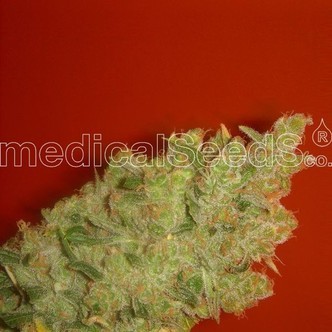 Jack La Mota (Medical Seeds) feminizowane