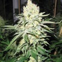 No Name (Medical Seeds) feminizowane