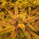 No Name (Medical Seeds) feminizowane