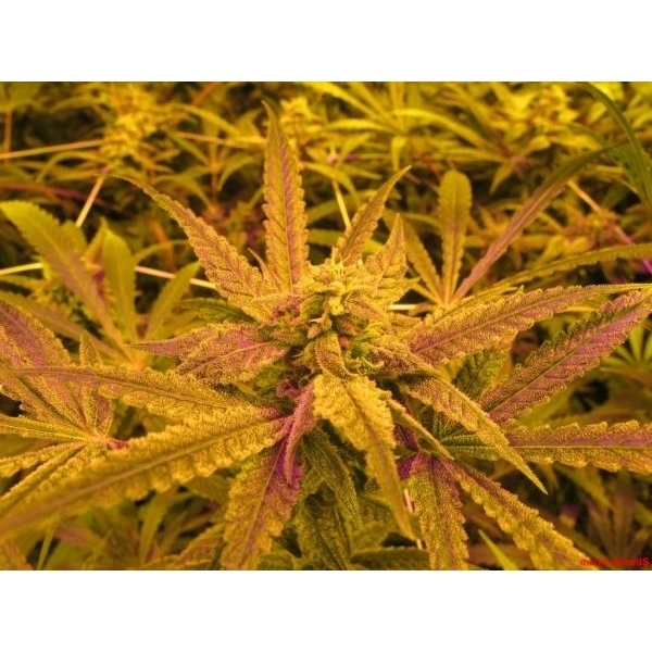 No Name (Medical Seeds) feminizowane